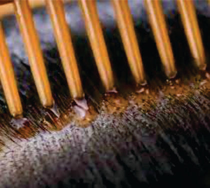 Hair Oil Comb Bottle 1 Pc